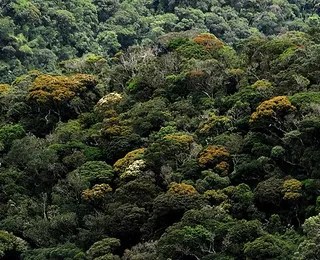 Asiáticos não querem problemas com o Meio Ambiente