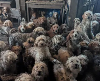 Associação de proteção aos animais resgata 250 cães amontoados em uma casa