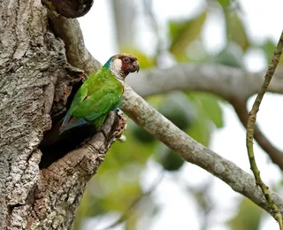 Ave extinta há mais de 100 anos renasce na Caatinga; conheça