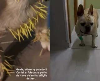 Cachorro de ex-atriz da Globo é internado após ser atacado