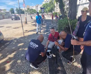 Cadela é resgatada após passar três dias presa dentro de carro