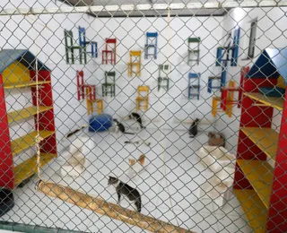Cães matam gatos com doenças transmissíveis em universidade baiana