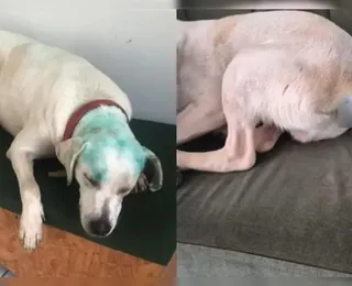 Cão comunitário é pintado em suposto trote e caso gera revolta na web