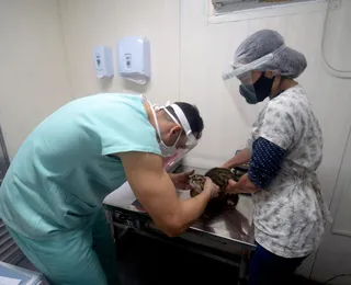 Castração gratuita de cães e gatos chega a Salvador; veja como agendar