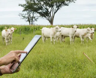 Celular vira balança: conheça os apps que estão revolucionando a pecuária baiana