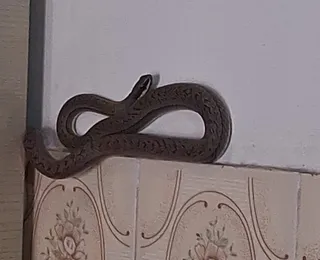 Cobra é resgatada dentro de casa na Bahia