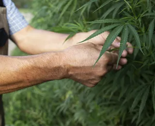 Conheça a planta comum que pode produzir substâncias psicodélicas