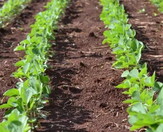 Controle total! Alternativa natural promete eliminar daninhas no alvo