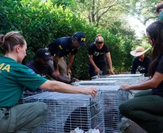 Criadouro de espécie rara de animais é interditado por maus-tratos