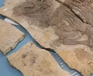 Descoberta na China revela dinossauro com espinhos inéditos