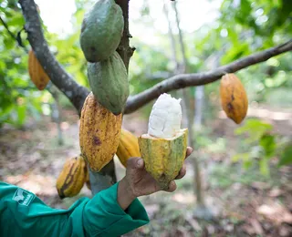 Do Cacau ao Chocolate Premium: Itabuna atrai indústrias e marcas de alto valor