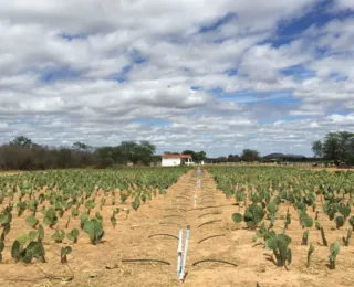 Do sal ao ouro: como água salina tem transformado safra no semiárido