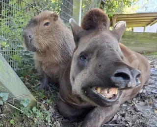 Eutanásia de capivara e anta em zoo causa comoção; entenda o motivo