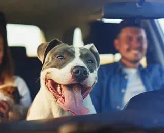 Feriado de Tiradentes: veja cuidados essenciais ao viajar com pets