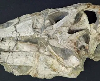 Fóssil de dinossauro retirado ilegalmente do Brasil será devolvido ao país