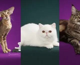 Gatos exóticos roubam a cena em competição de beleza; confira