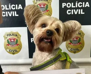 Homem é preso após tentar furtar cachorro de ex-mulher