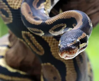Homem morre após ser picado por cobra em show