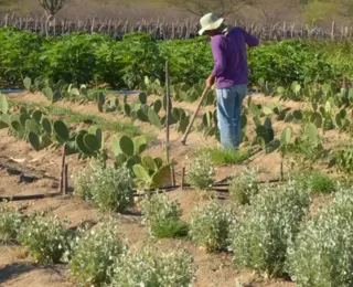 IR 2026 muda regras do campo; veja impacto para produtores rurais