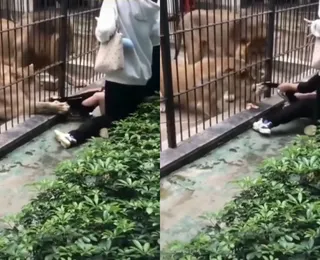 Leoa ultrapassa grades e ataca criança em zoológico; assista