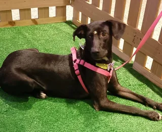 Mais de 20 animais esperam por você no "Adote no Parque" este sábado