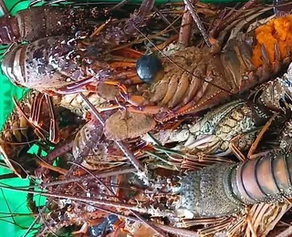 Mais de 50 kg de lagosta são apreendidos durante operação em Salvador