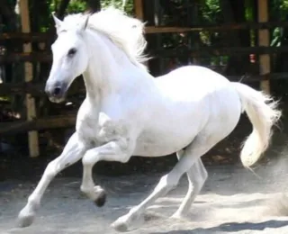 Medalhista olímpico é acusado de vender sêmen de cavalo milionário