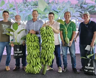 Nova espécie de banana pode revolucionar o campo no Brasil; conheça