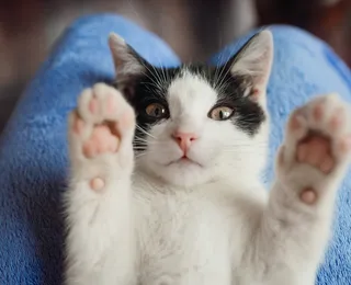 O gato que mudou tudo: história real de resgate vira livro emocionante