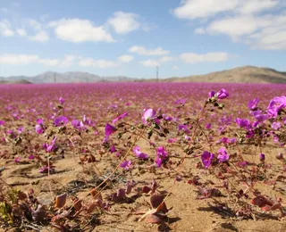 O que os vermes do deserto ensinam sobre a vida em outros planetas