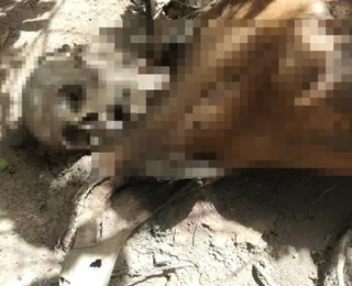 Ossada humana é encontrada às margens da BR-101 no sul da Bahia