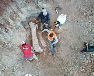 Ossos encontrados em obra de ferrovia são de dinossauro pescoçudo
