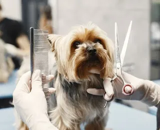 Pet shops podem ser obrigados a ter câmeras em locais de banho e tosa