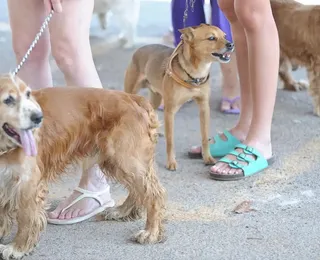 Pode dar multa! Donos de cachorro podem pagar R$ 195 por erro comum