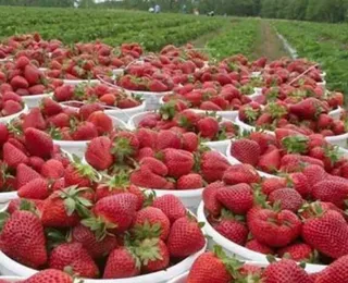 Por que o Brasil lidera produção de morangos, mas fruta ainda falta no mercado?