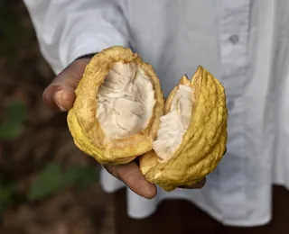 Produtores pressionam por aprovação do PL 1769 para garantir mais cacau no chocolate