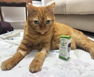 Regulamentação do uso de cannabis em animais dá alívio a pacientes crônicos