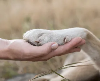 Saiba como deve funcionar enterro de pets junto aos tutores em Salvador