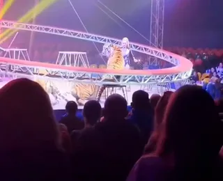 Tigre invade plateia e causa pânico em circo