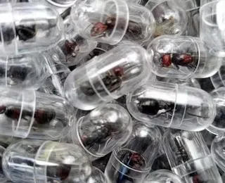 Tráfico de formigas cresce com venda de rainhas por até R$ 1 mil
