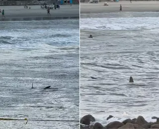 Tubarão ronda crianças em famosa praia brasileira; veja