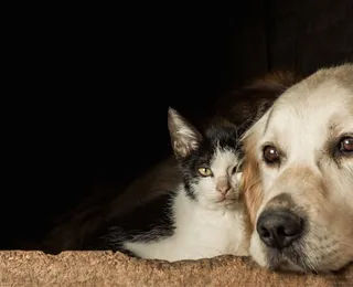Tutores sacrificam animais para conseguir fugir da guerra