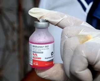Vacinação antirrábica é realizada em bairros de Salvador; confira cronograma