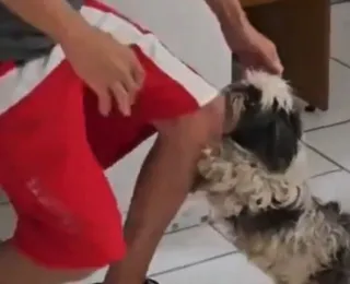 VÍDEO: disputa por cachorro é decidida após reação do animal ao ver tutor