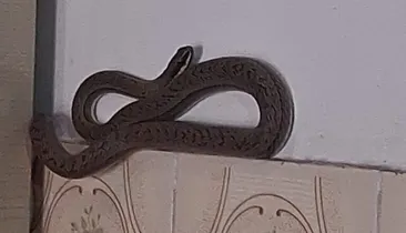 Cobra é resgatada dentro de casa na Bahia