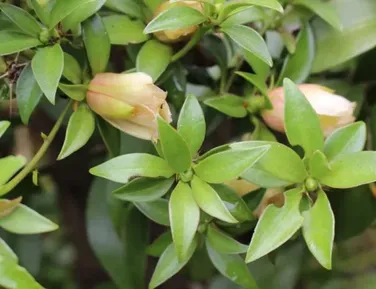 Achou que era mato? Planta nutritiva cresce sozinha no quintal - Imagem