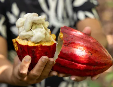 Articulação cacaueira - Imagem