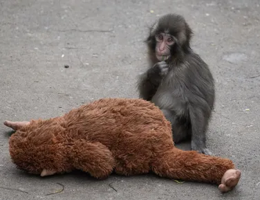 Conheça Punch: o macaco que virou sensação no Japão após ser rejeitado - Imagem