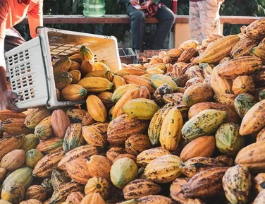 Deputado baiano relata projeto que beneficia produtores de cacau do país - Imagem