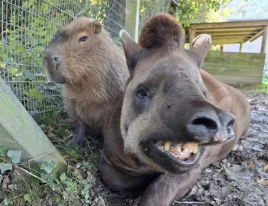 Eutanásia de capivara e anta em zoo causa comoção; entenda o motivo - Imagem